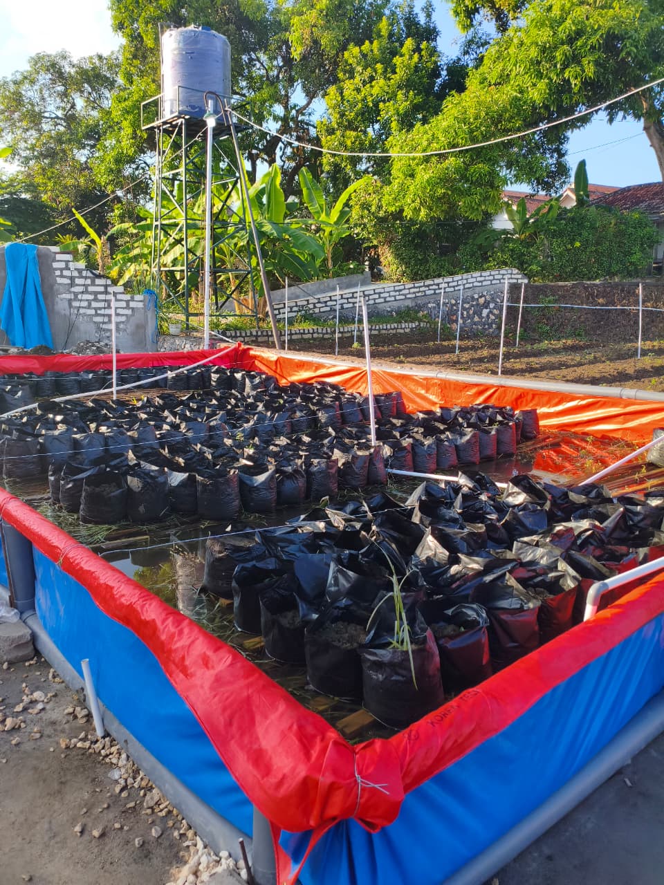 Penyusunan polybag pada kolam demplot